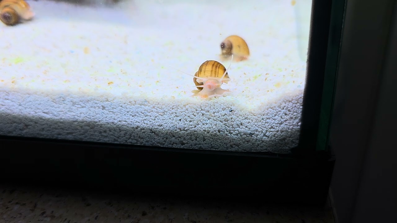 Mystery snails from another local aquarist!