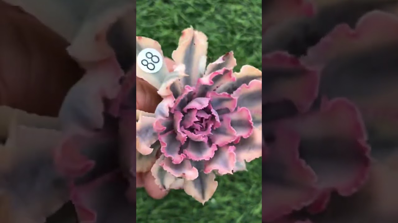 rare succulent Echeveria 'Neon Breaker' variegated #succulent #plants #succulentobsession