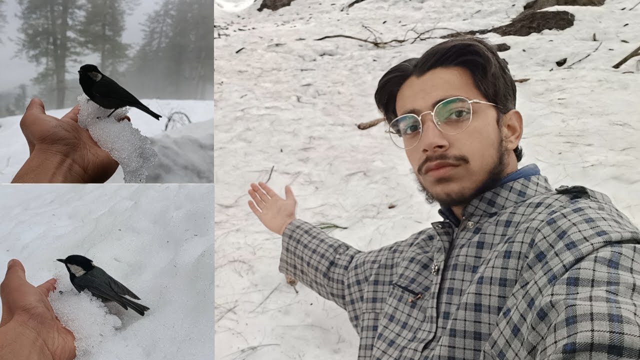 Snowfall Ma Parinda Fas Gya 😐