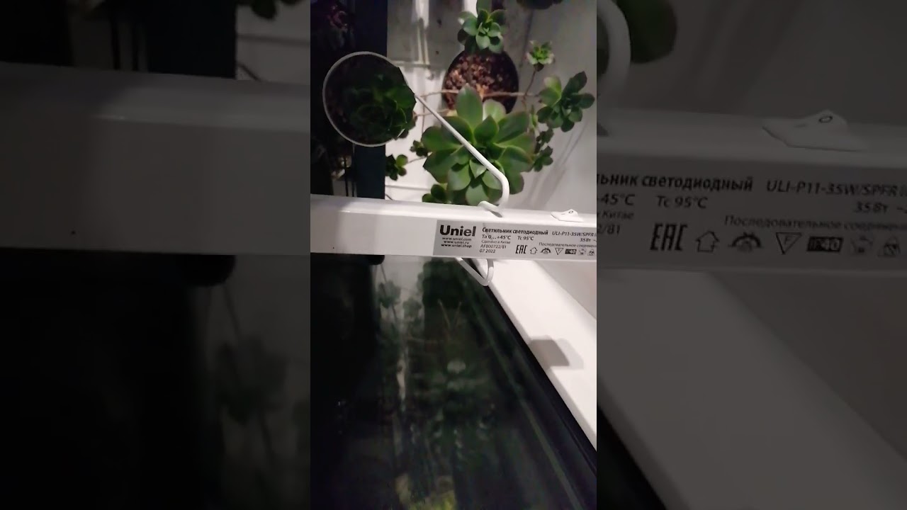 Лучшая лампа(досветка) для суккулентов | #shots #succulent #uniel