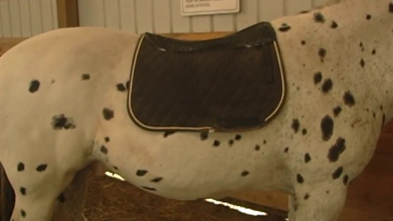 Kavallerie Gel Pad Review | Holistic Horse Trainer Missy Wryn