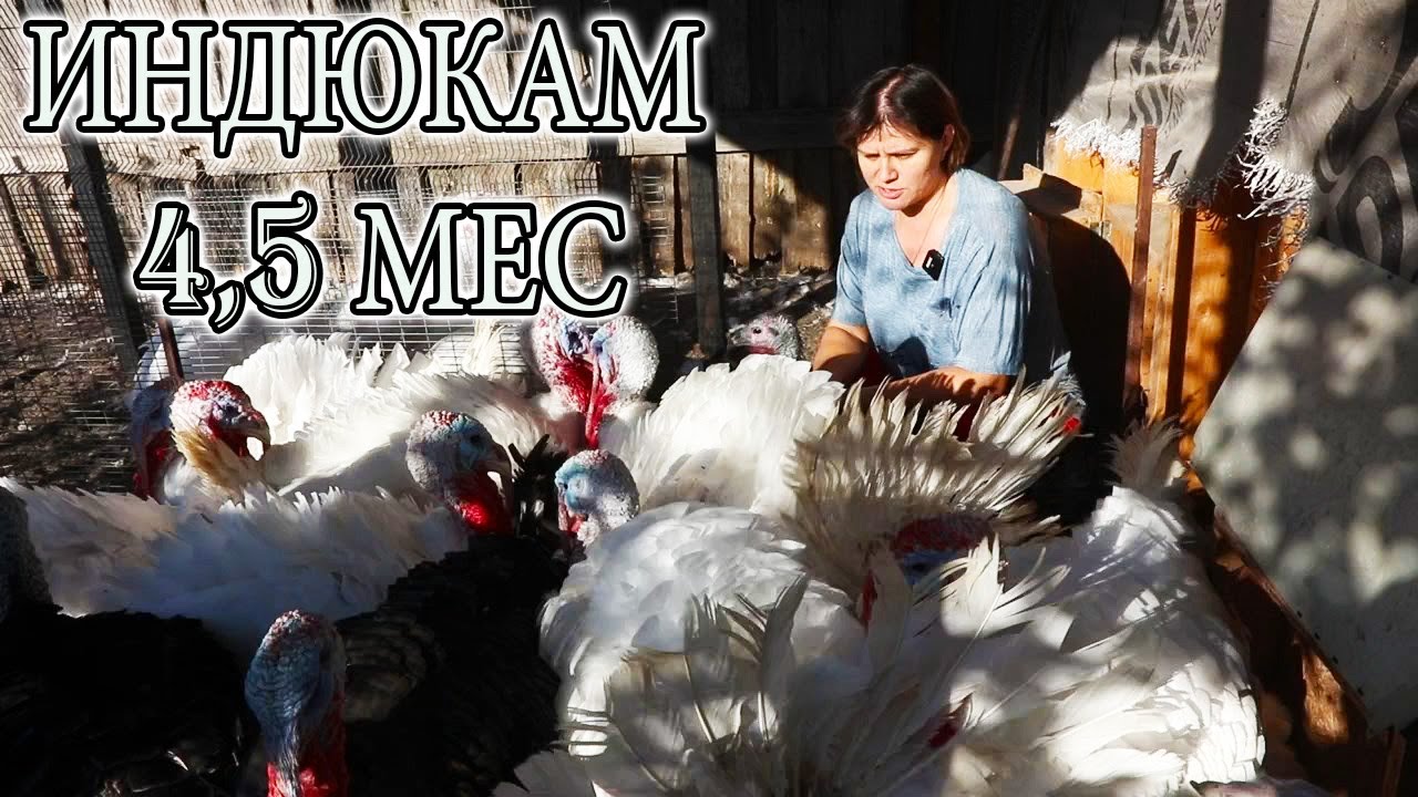 ПЕРВЫЙ МЕСЯЦ ОСЕНИ. Индюки, кролики, виноград.