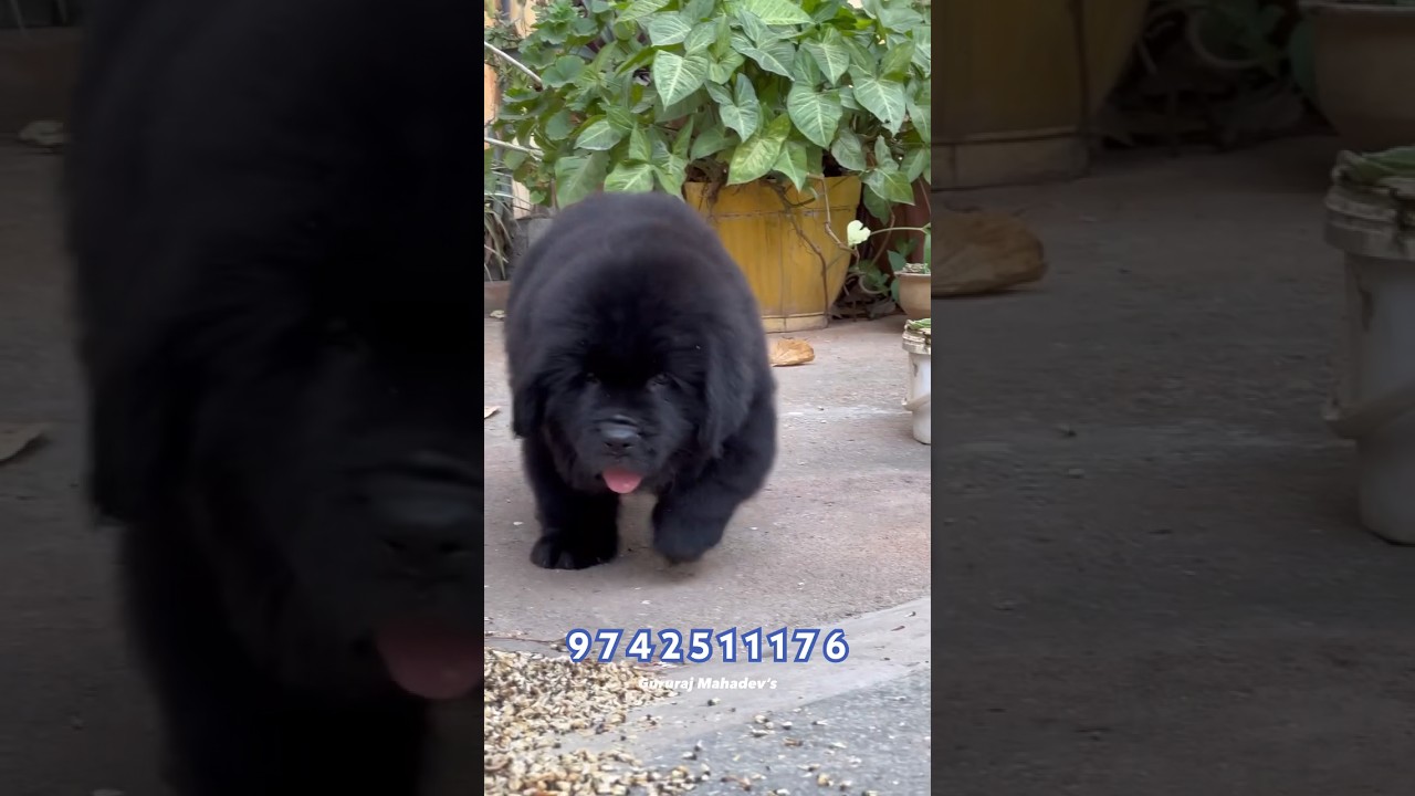 The Newfoundland Puppy ~ Best Quality Newfoundland Puppies Available For New Home #newfoundland #pup