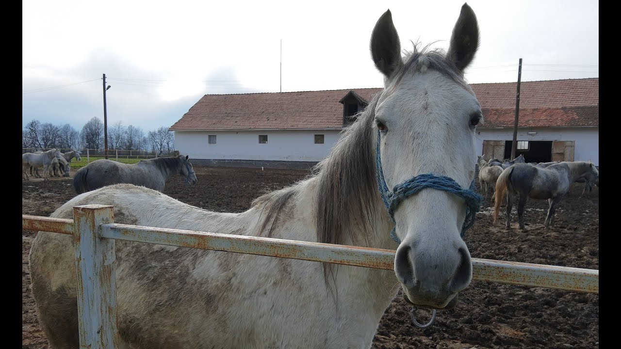 Herghelia Sambata de Jos; Cai Lipitan (Lipizzan, Lipizzaner, Karster); judetul Brasov, Romania