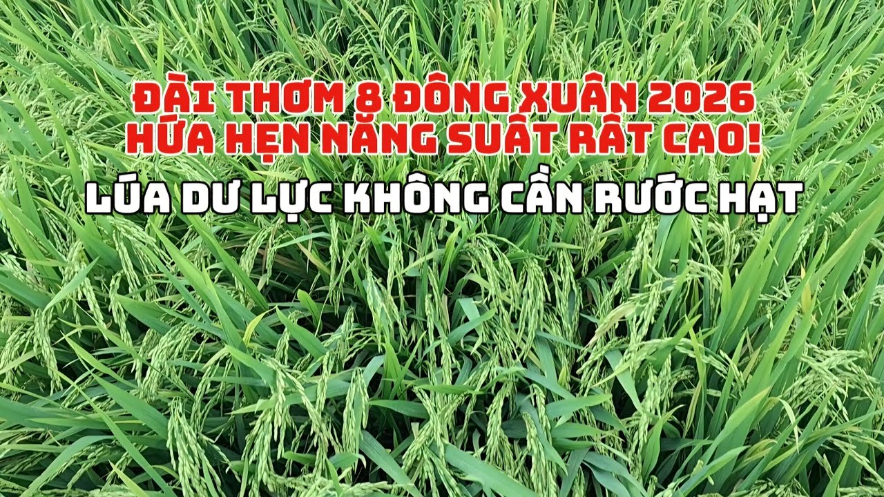 LÚA ĐÀI THƠM 8 ĐÔNG XUÂN 2026 HỨA HẸN NĂNG SUẤT RẤT CAO, LÚA DƯ LỰC KHÔNG CẦN RƯỚC HẠT
