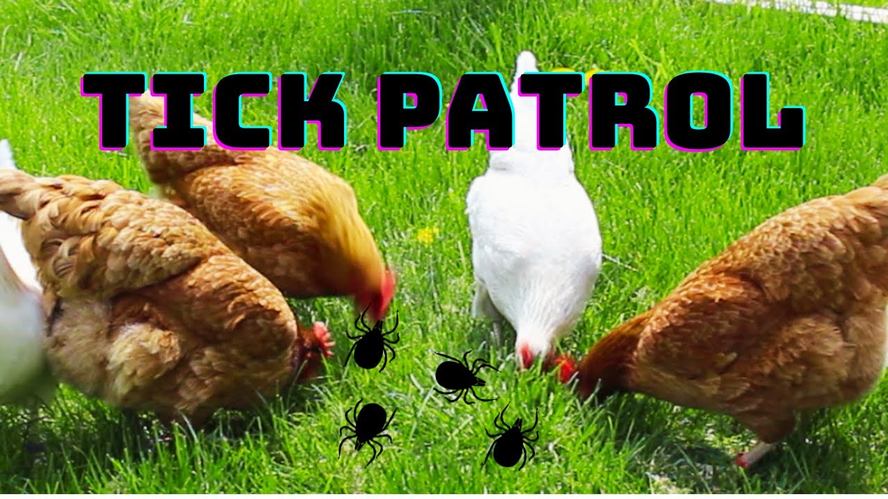 Outsmarting Insects with Chickens - This Farmer's Trick Will BLOW Your Mind!