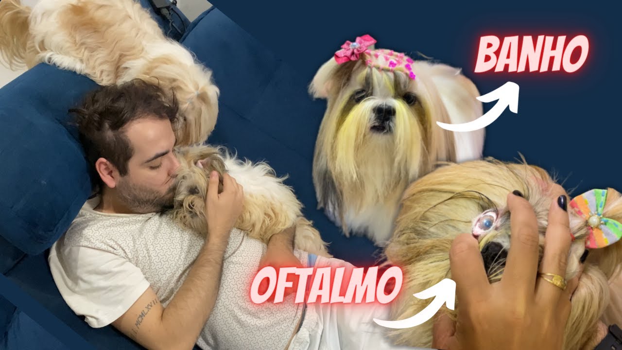 NOSSA ROTINA COM TRÊS SHIH-TZUS