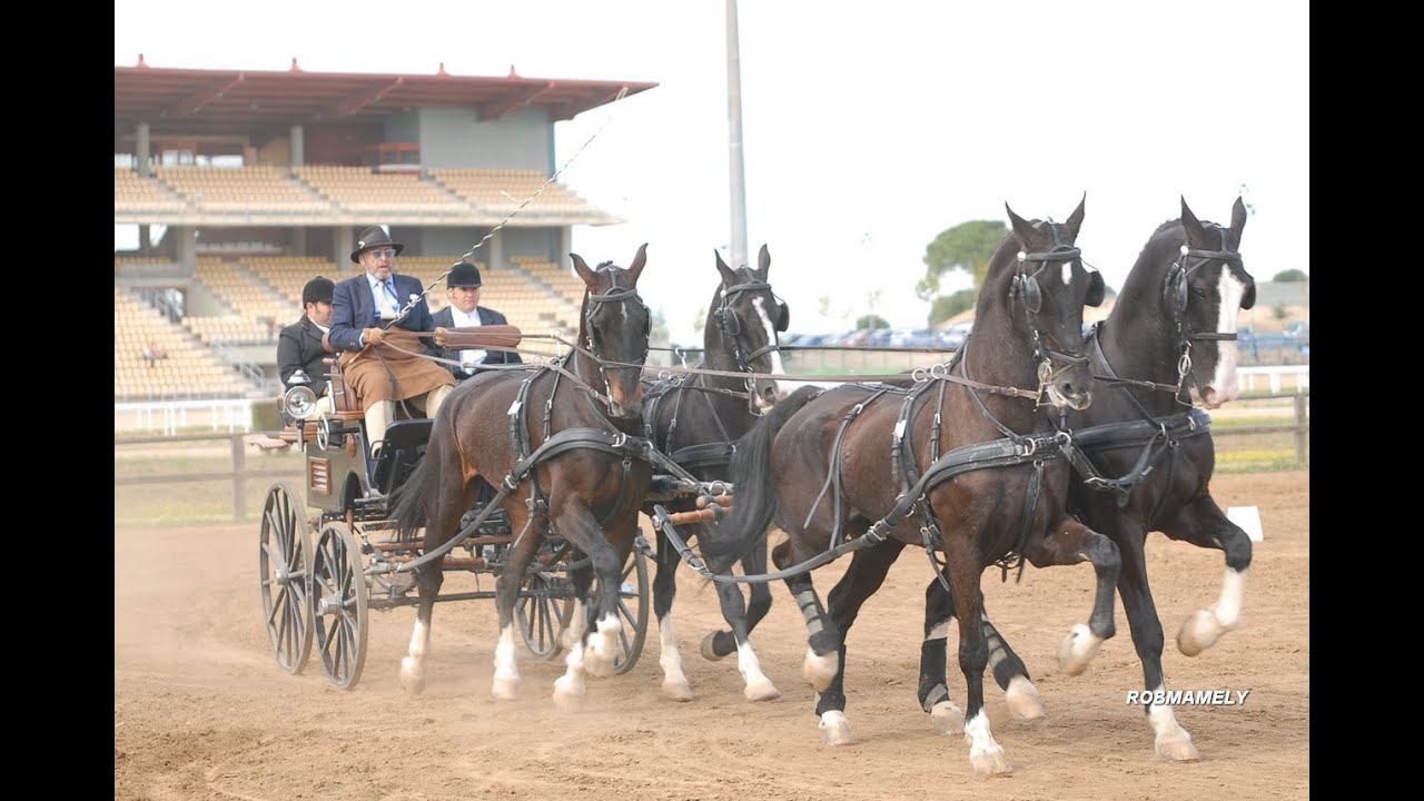 HIPICA  CAMPEONATO DE ESPAÑA DE ENGANCHES  2013