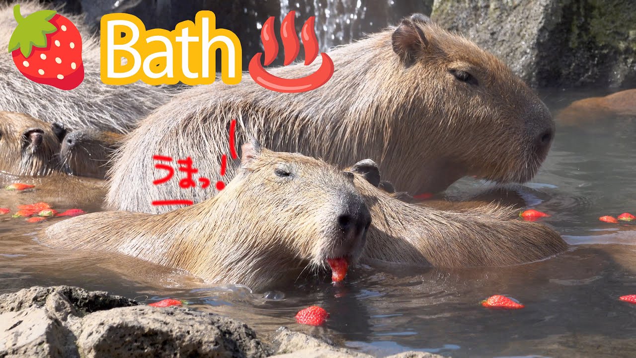Capybaras in the strawberry bath カピバラのいちご風呂♨️ 伊豆シャボテン動物公園元祖カピバラ露天風呂 2023.3.4　masbro