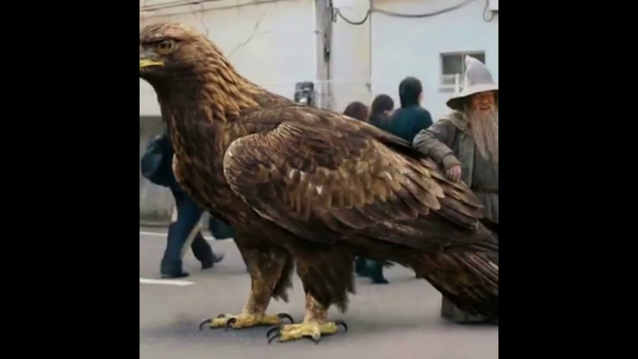 Фродо, токийский дрифт 🎬 When different movies feel like ONE scene&hellip;#mashup в стиле Coub &mdash; фильмы