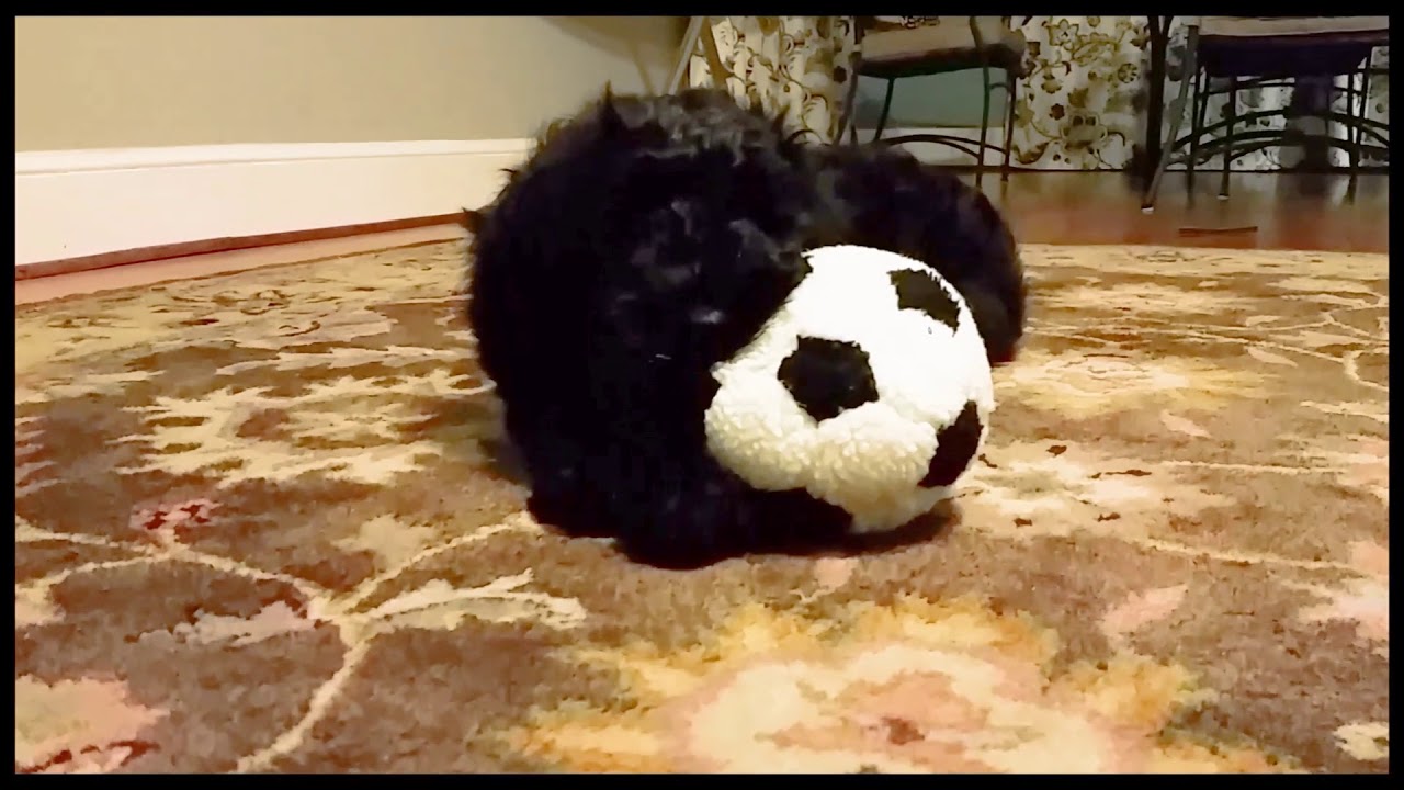 Our first Black Russian Terrier Puppy
