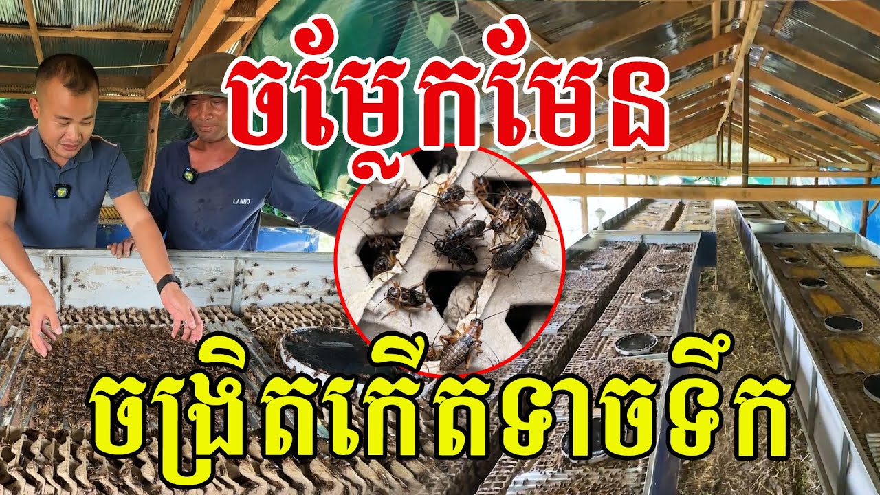 ហេងកើបលុយ​ បេីប្រហែសប្រហោងហេីយ​ ពូកែមែនពូ