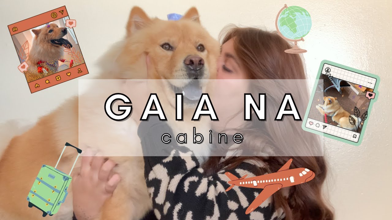 Viajando com cachorro na cabine do avião e para os EUA | @narapezzuol