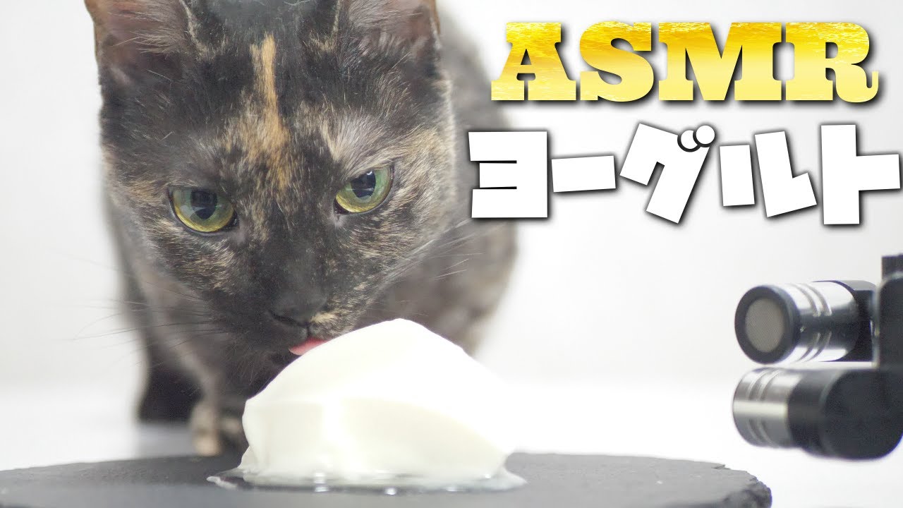 【ASMR】Кошка ест йогурт🐈🎧