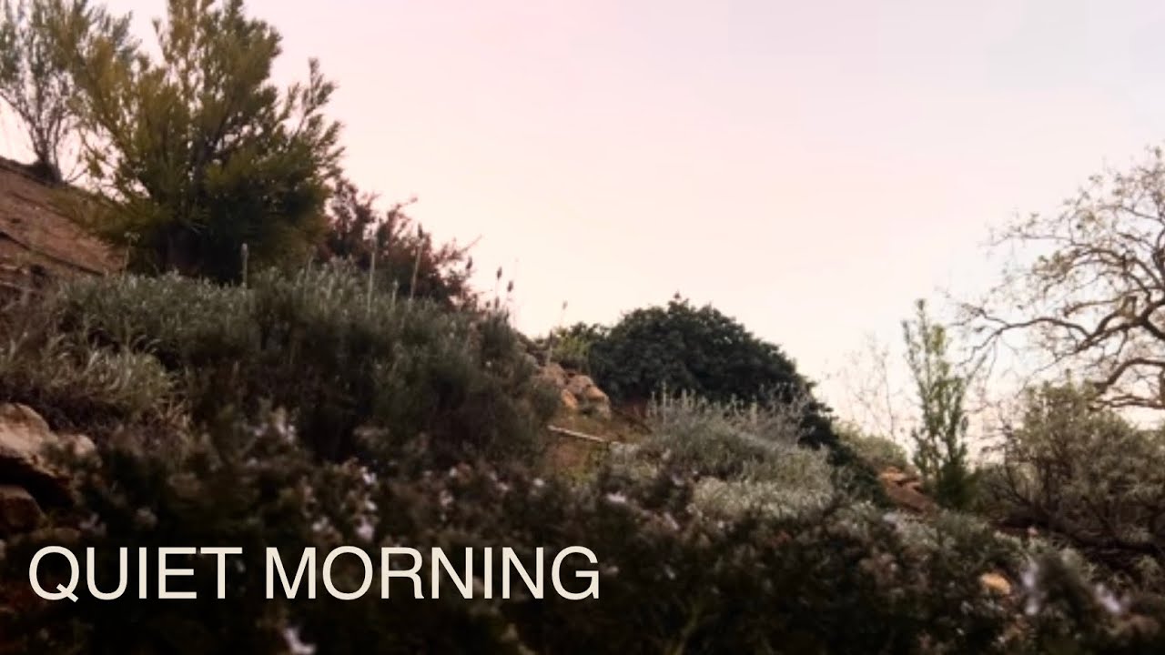 Quiet Morning in Garden | Soft Sunrise & Peaceful Focus