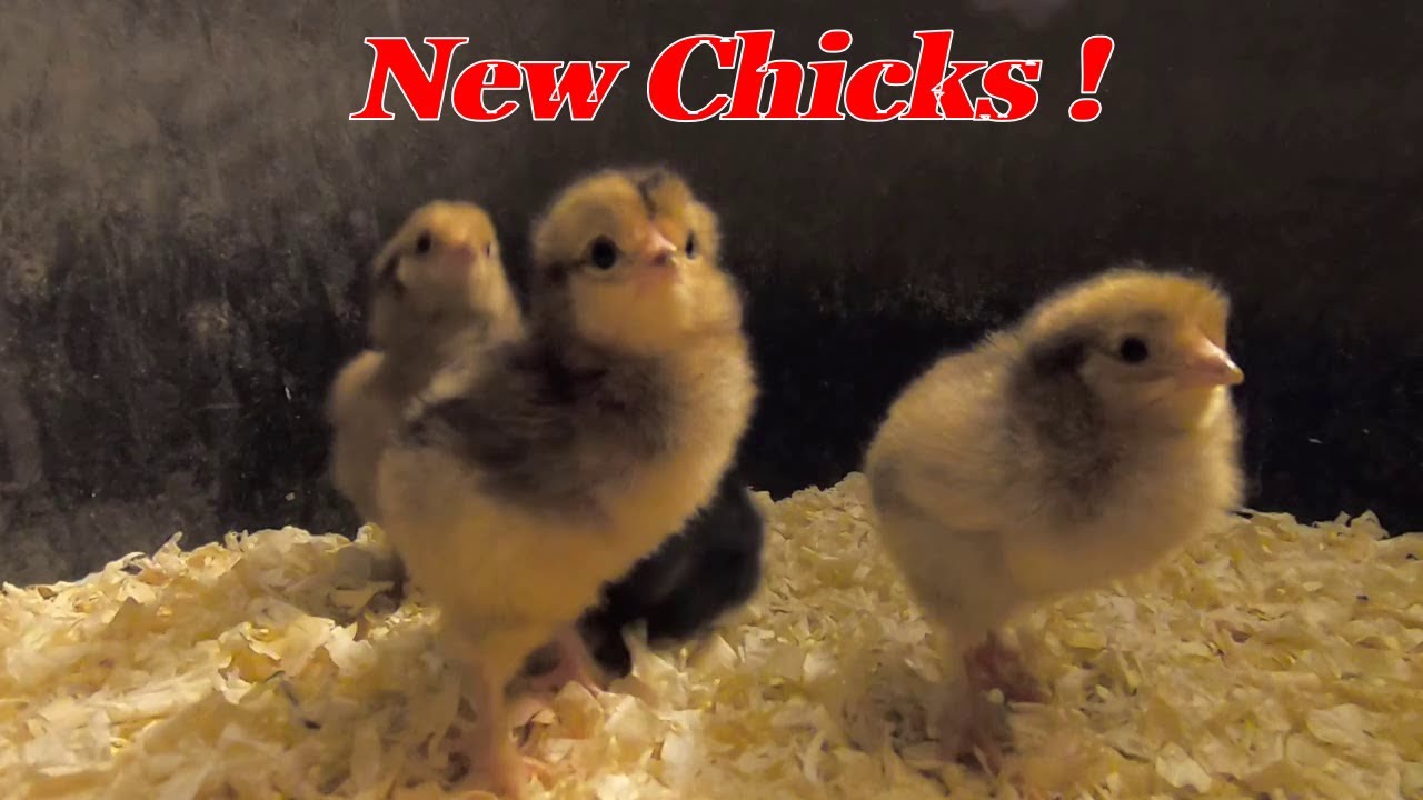 New Chicks !