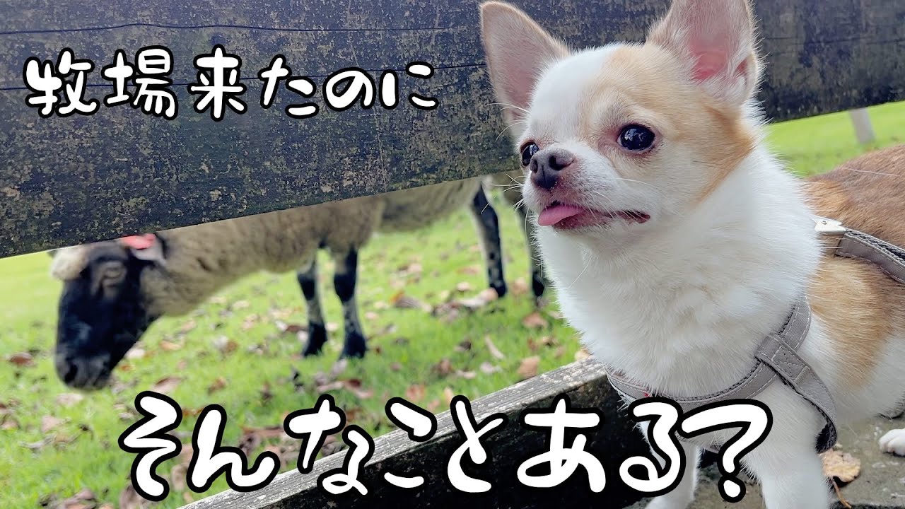 牧場で空気のようにお互いをスルーし合う羊とチワワ