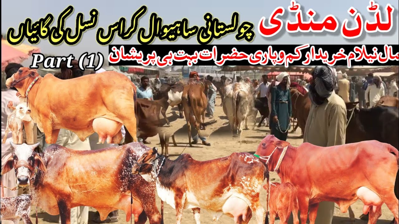 لڈن منڈی میں چولستانی ساہیوال کراس نسل کی گائیوں کے ریٹ چیک کریں مال نیلام گاہک کم وپاری پریشان(1)