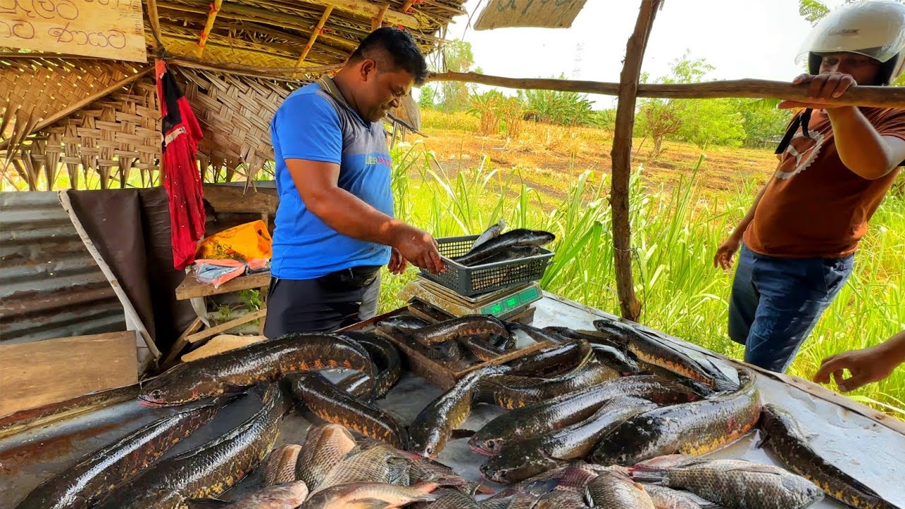 Authentic! Watch the Massive Sneakhead Fish Cutting A Village Paddy Field| Fish Cutting Sri Lanka