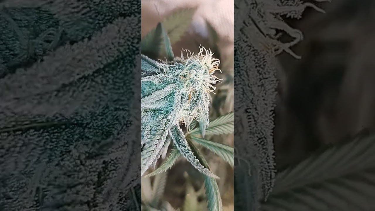 Perpetual Flowering | Day 42 of flower | 4x8 AC Infinity w/18 different strains | 4x4 content soon