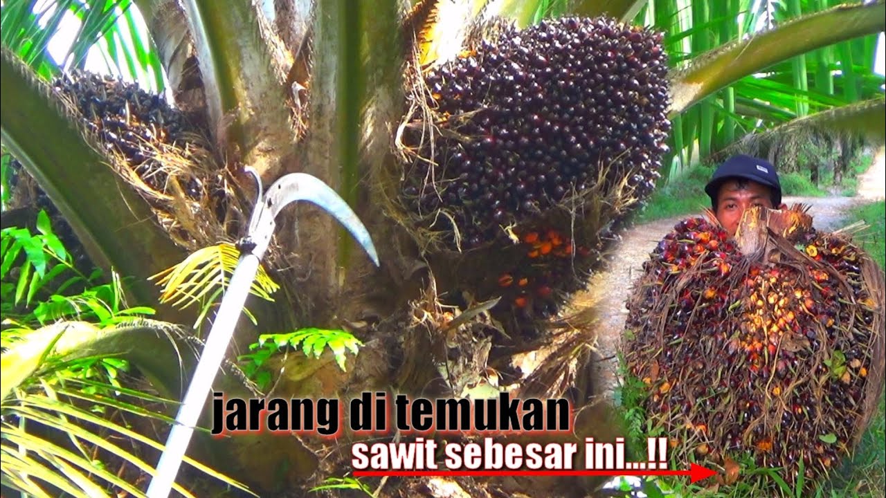EDHAAN.. PEMANEN MANAPUN TERDIAM MELIHAT KETAJAMAN EGREK PEMANEN SATU INI || PANEN SAWIT BUAH BESAR