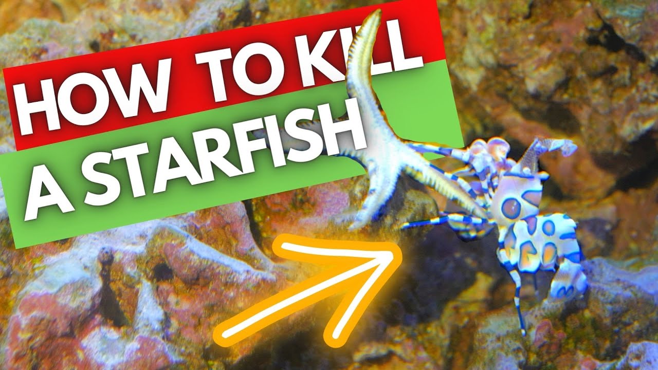 Asterina Starfish vs Harlequin shrimp (Hymenocera picta)