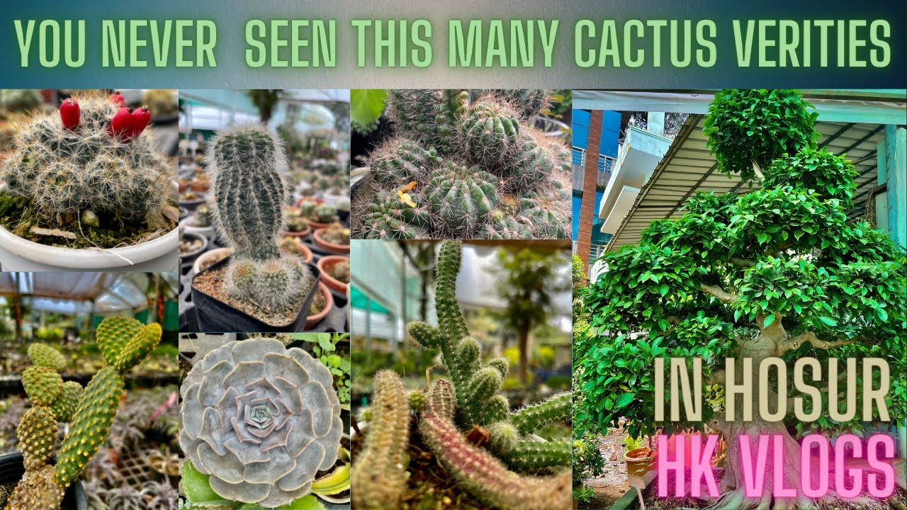 Different cactus verities from 75 rupees to 1 lack || different bonsai plants and its prices 