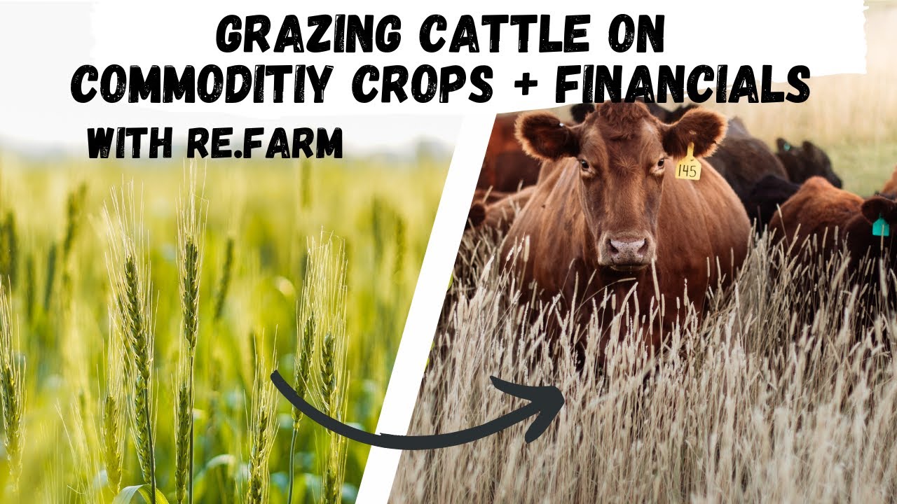 Выпас скота на товарных культурах с Re.Farm