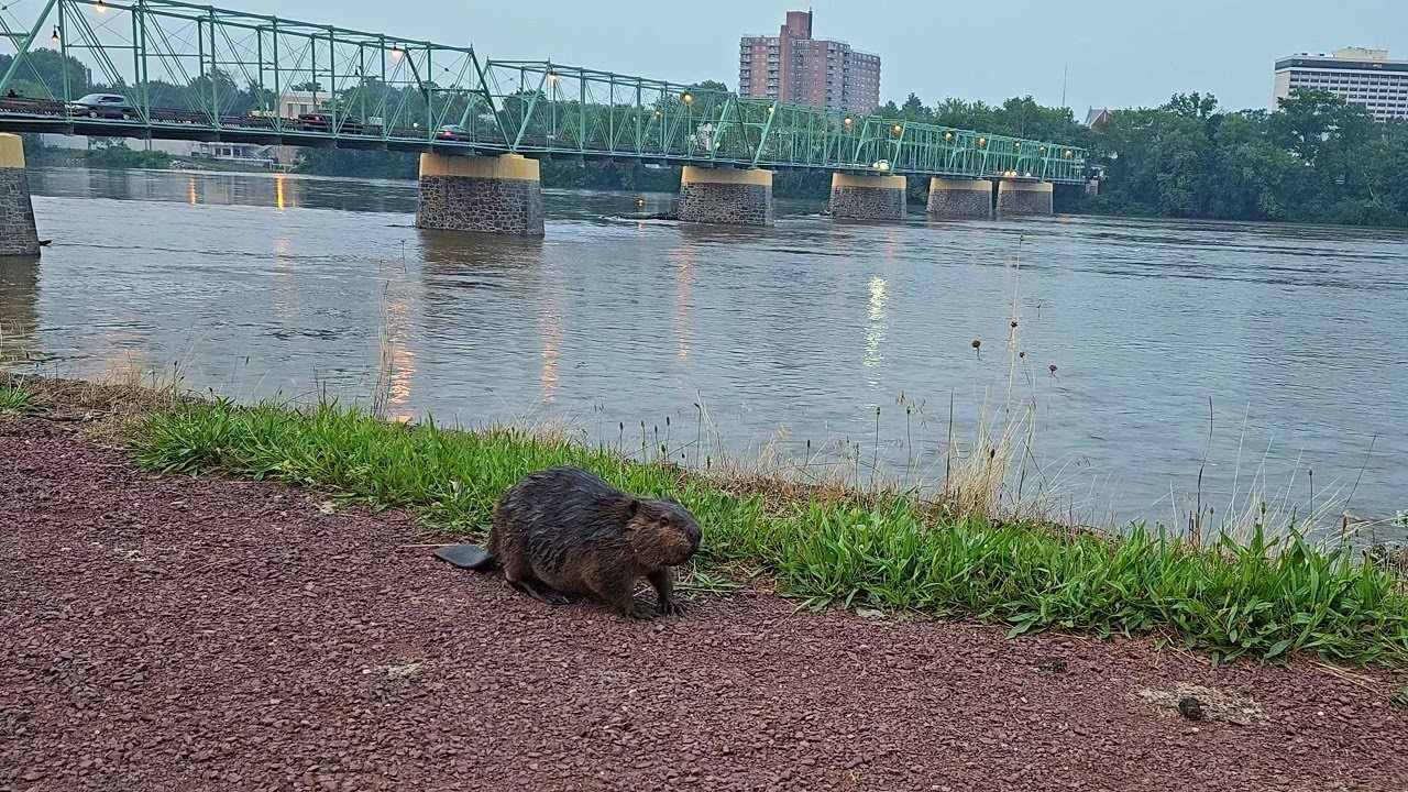Poor Little Beaver Seems Lost