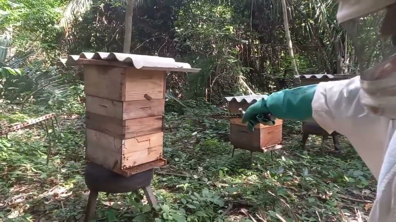 Porque abelha abandonou a caixa