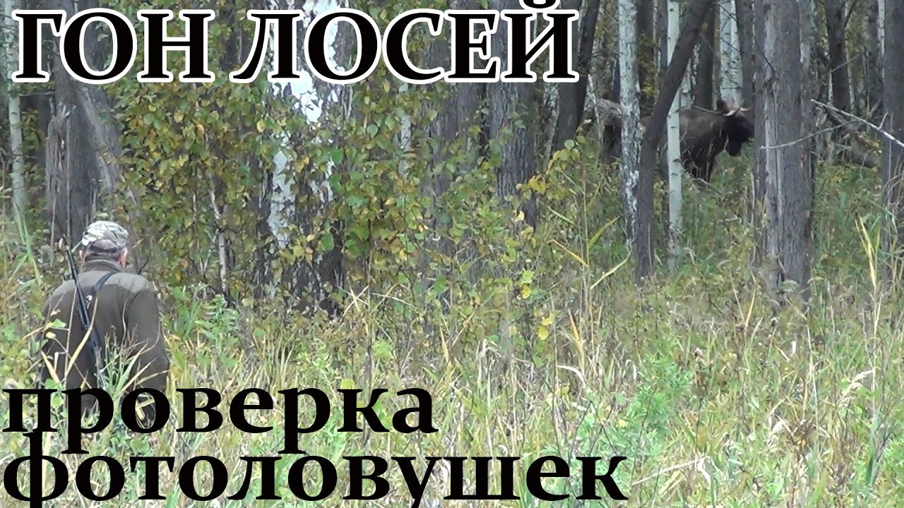 Гон лосей 2020 Проверка фотоловушек
