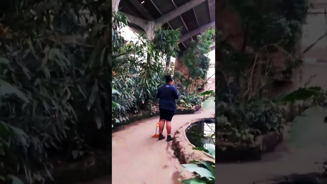 tropical realm and aye aye at chester zoo