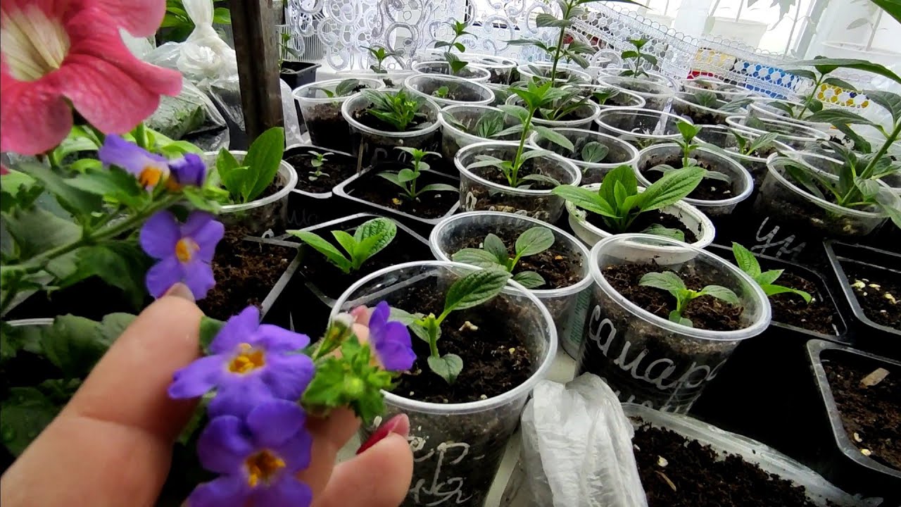 Черенки гортензии после прищипки. Реанимация черенков .Новые покупки🌿🌿🌿