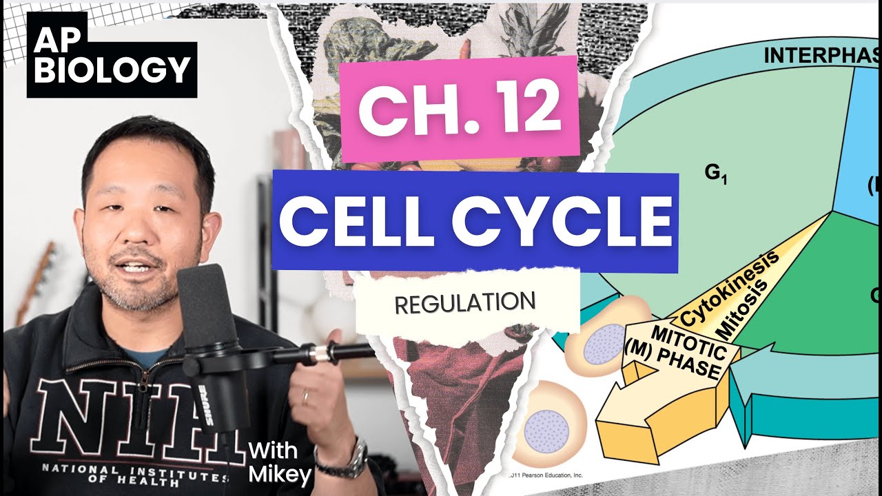AP Biology: Chapter 12 - Cell Cycle REGULATION, the stuff that really matters.