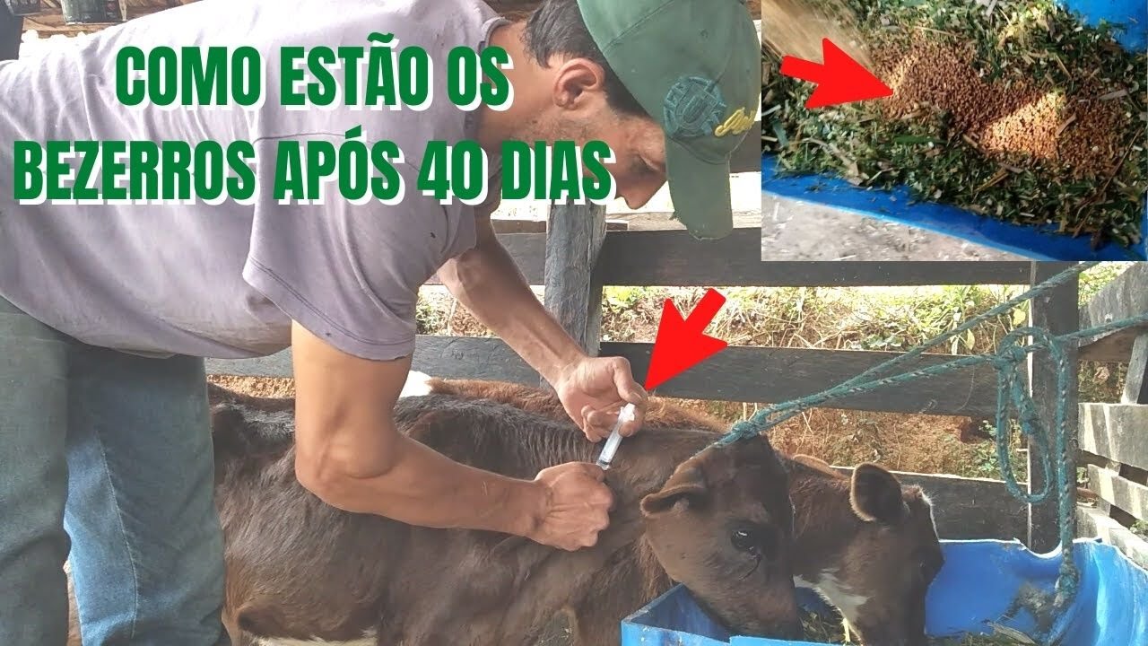 Como e aonde aplicar o vermífugo RIPERCOL em bezerros , e veja a ração especial que eu estou usando
