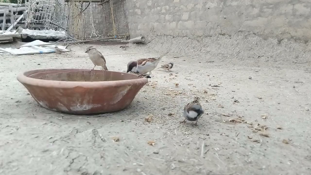 Episode 20 | Wild Sparrows & Myna Birds Enjoy Feeding Time || Beautiful Morning Bird Routine