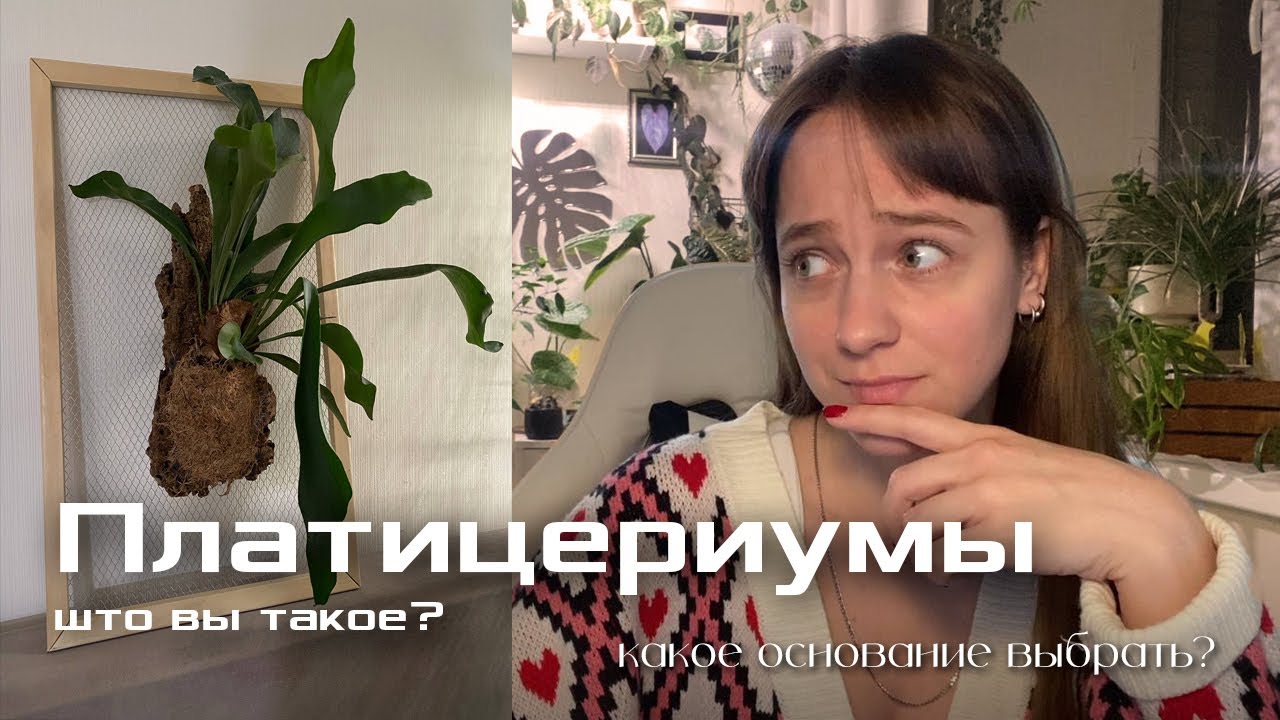 Платицериумы | Какие бывают основания? | Мастерю своими руками
