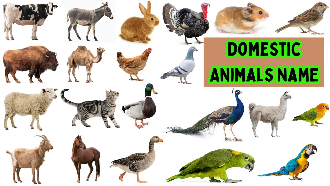Domestic Animals Vocabulary ll 50 Domestic Animals Name In English With Pictures ll Domestic Animals
