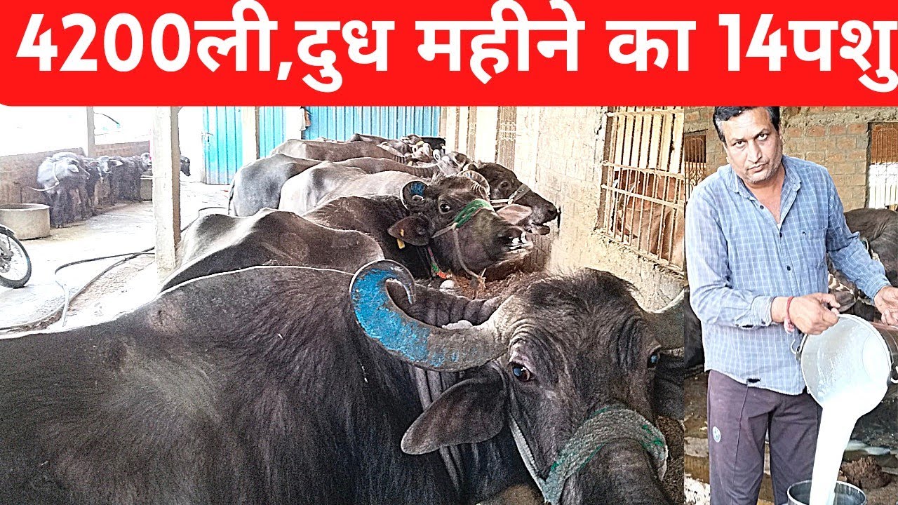 4200 ली,दुध महीने का मात्र 14 पशु 4200liter milk months only 14 buffalo#dairysolutionbysatish#