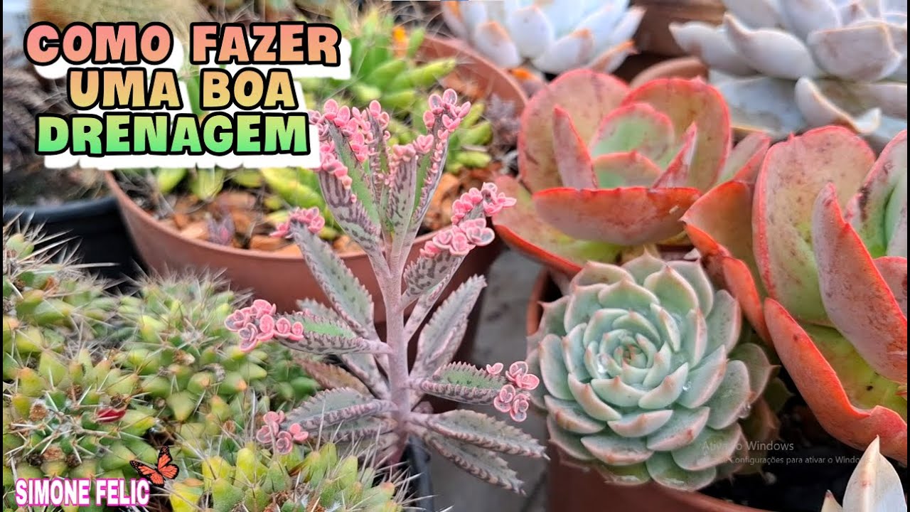 jardinagem de INVASORA e COMO DRENAR o vaso |Simone Felic