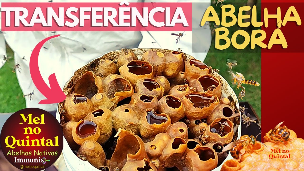 ABELHA BORÁ, TRANSFERÊNCIA de ISCA SUPER FORTE! 🍯🐝🐝