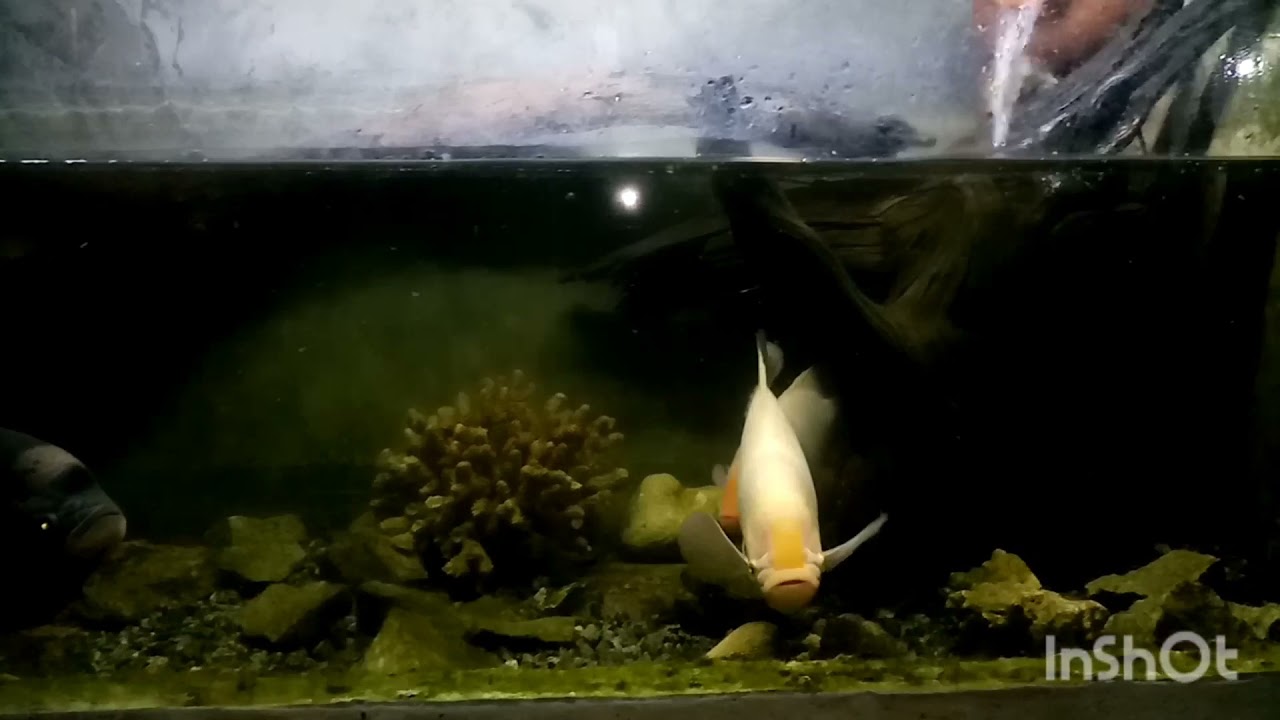 Giant Gurami & Theppili Show