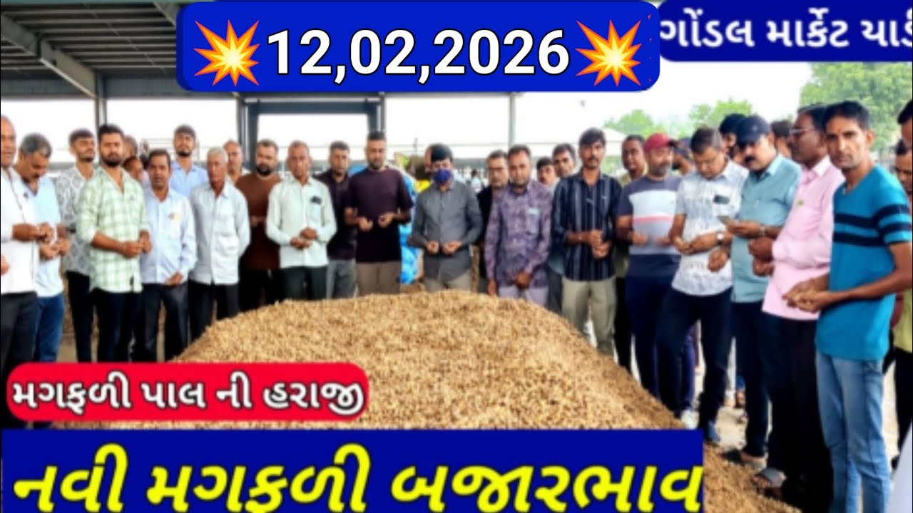 નવી મગફળીના બજાર ભાવ / મગફળી ના બજાર ભાવ / ગોંડલ મગફળીના ભાવ / 12,02,2026