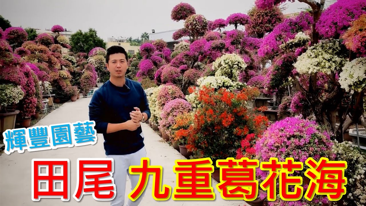 【田尾系列ep7】田尾網紅祕密景點，美到嘆息的九重葛花海。＃九重葛＃輝豐園藝