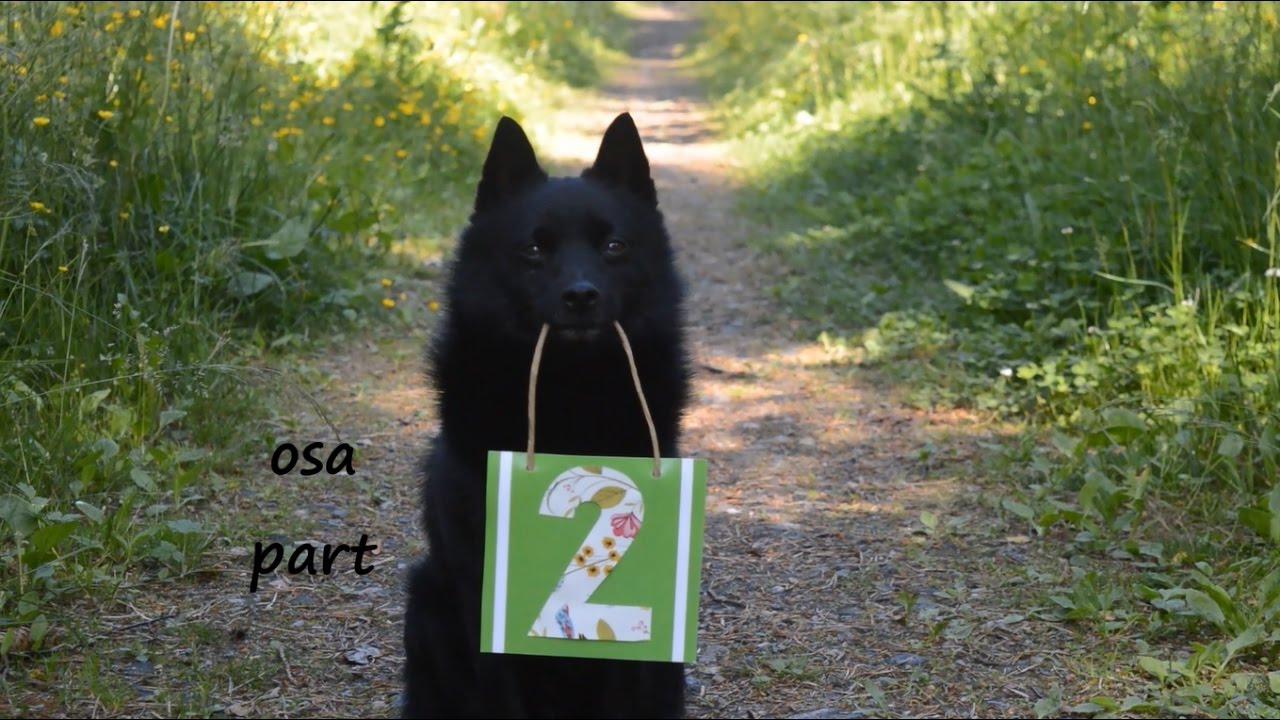 Jekku Schipperke's tricks part 2   Jekku-schipperken temppuja osa 2