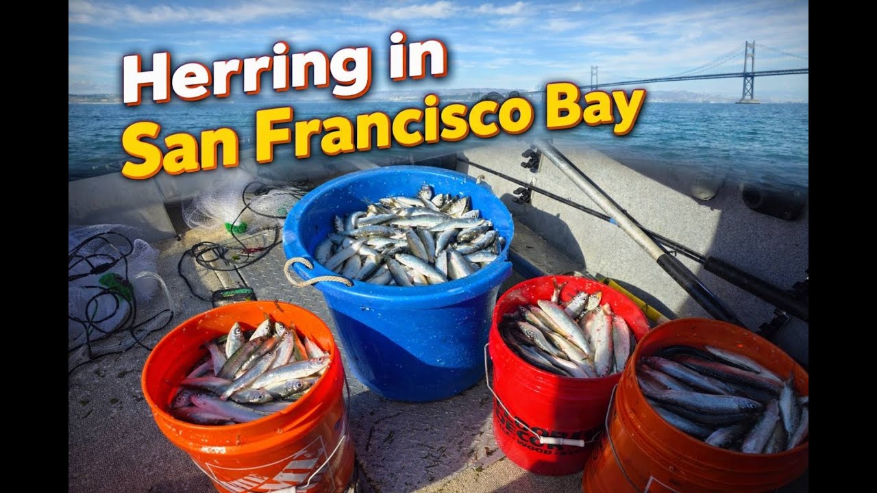 Herring fishing in the bay SF 2026/Ловимо сільодку/ Повні відра риби/Ловля на кастиногву сіть