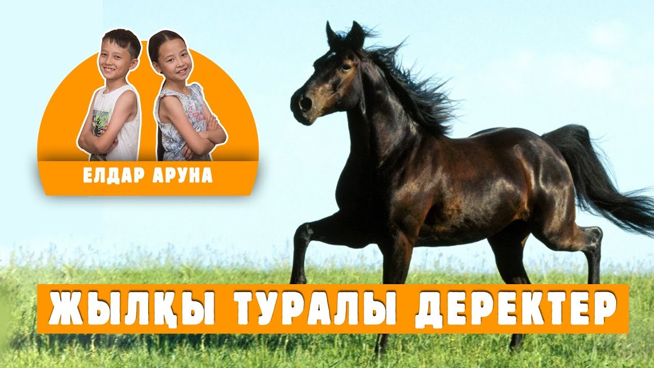 Факты про лошадь на казахском языке / Домашние животные