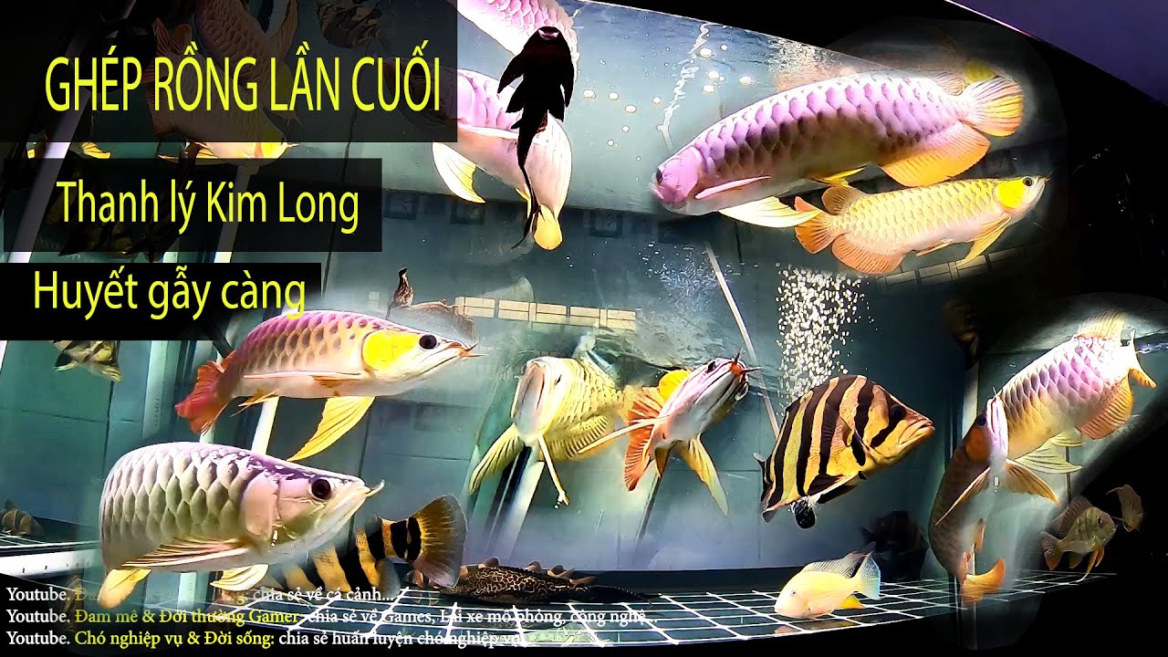 Ghép rồng lần cuối - Không ghép được cá rồng bán kim long