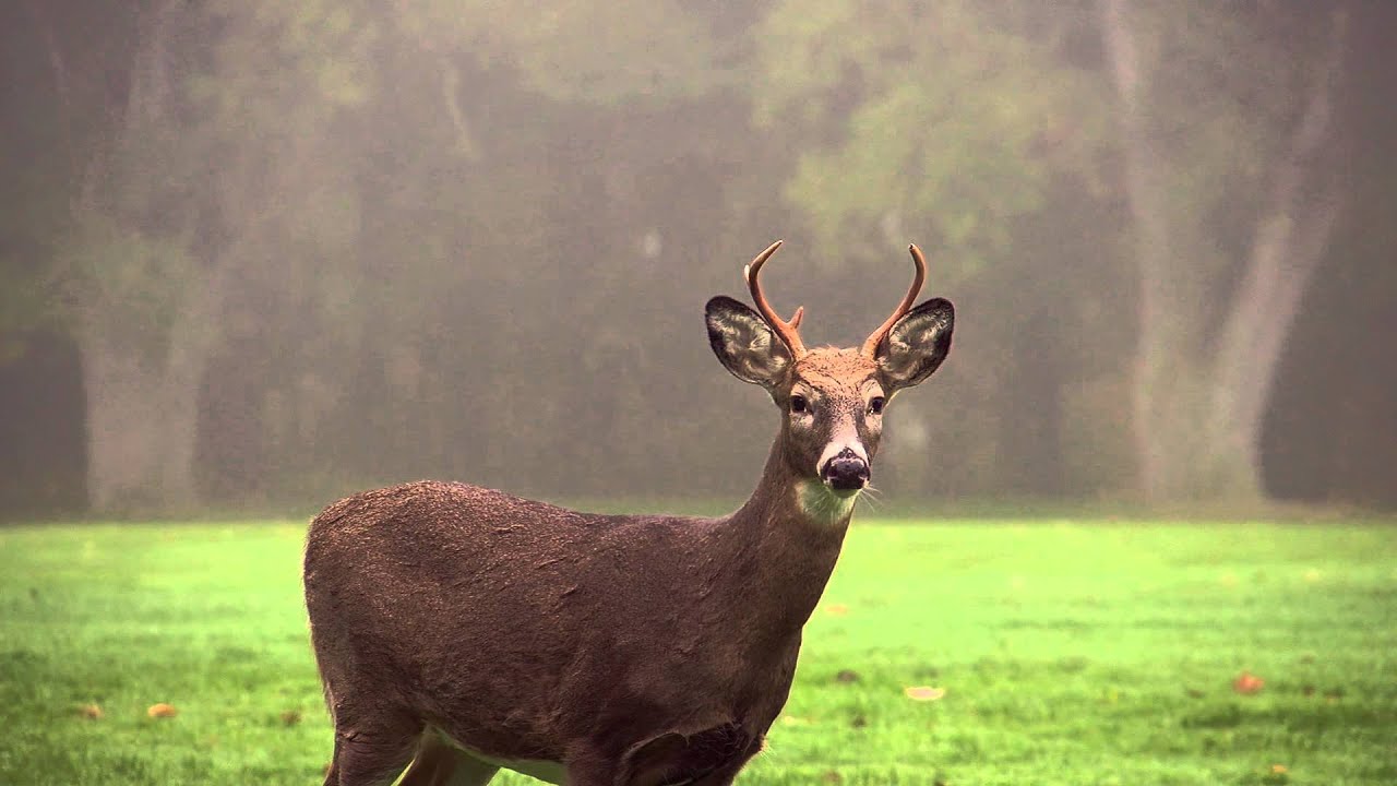 Deer (Free to Use HD Stock Video Footage)