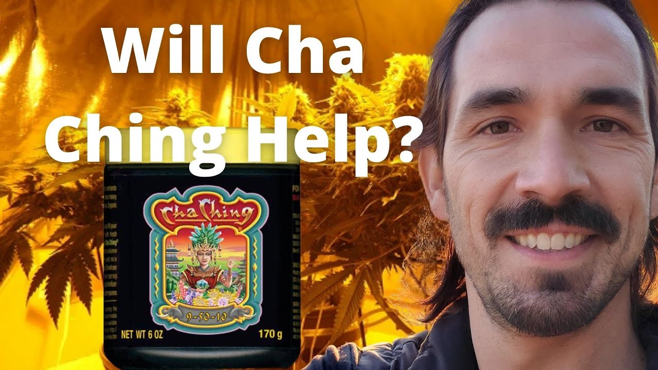 Fox Farm Cha Ching